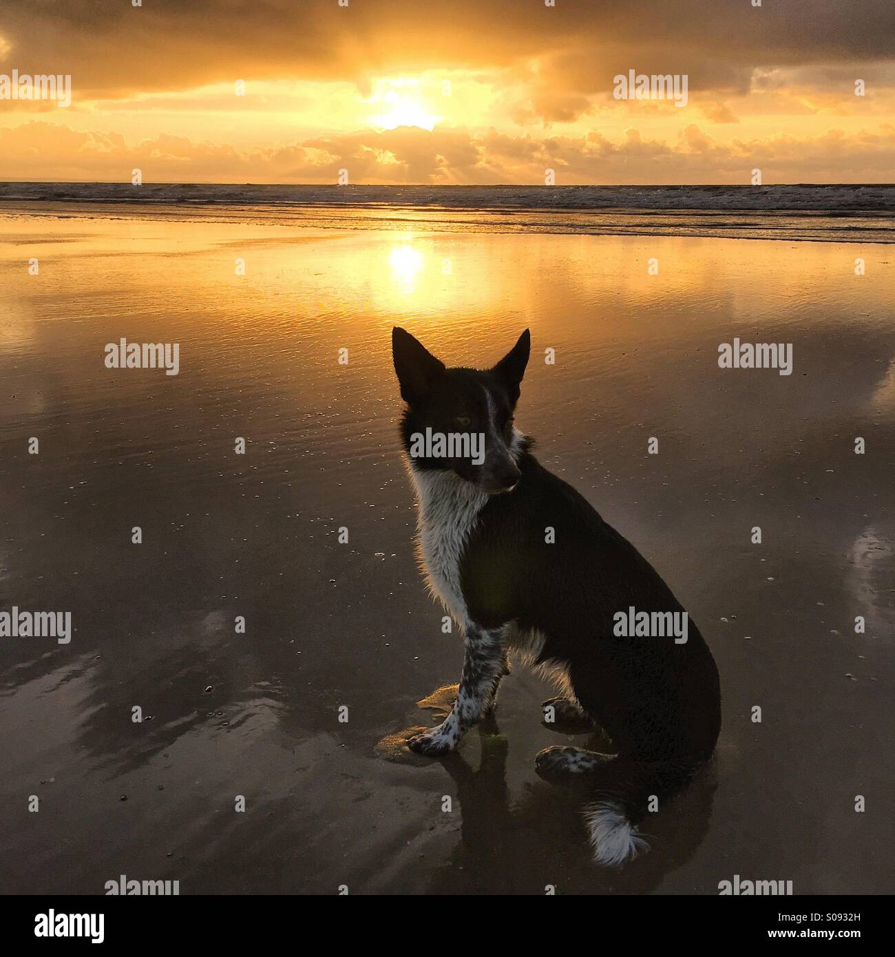 Border collie dog sitting on beach at sunset - Smartphone Captured Stock Image