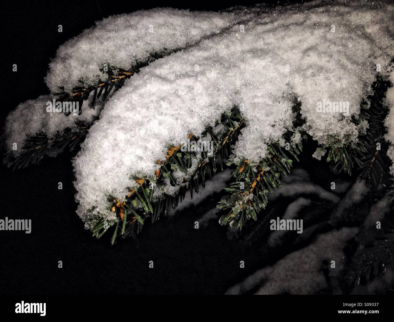 Snow on Christmas tree branch - Smartphone Captured Stock Image