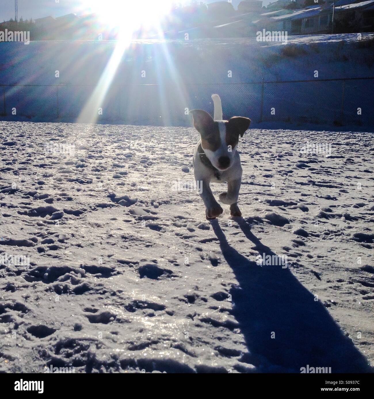 Five-month-old Jack Russell Terrier puppy running towards camera on a sunny cold winter day. The snowy ground is frozen and glistens in the sun. - Smartphone Captured Stock Image