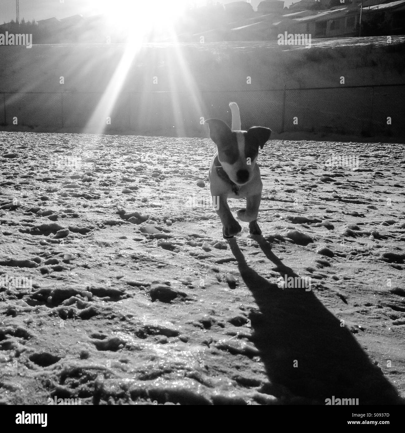 Five-month-old Jack Russell Terrier puppy running towards camera on a sunny cold winter day. Her shadow stretches out on the snowy ground. Black and white. Stock Photo