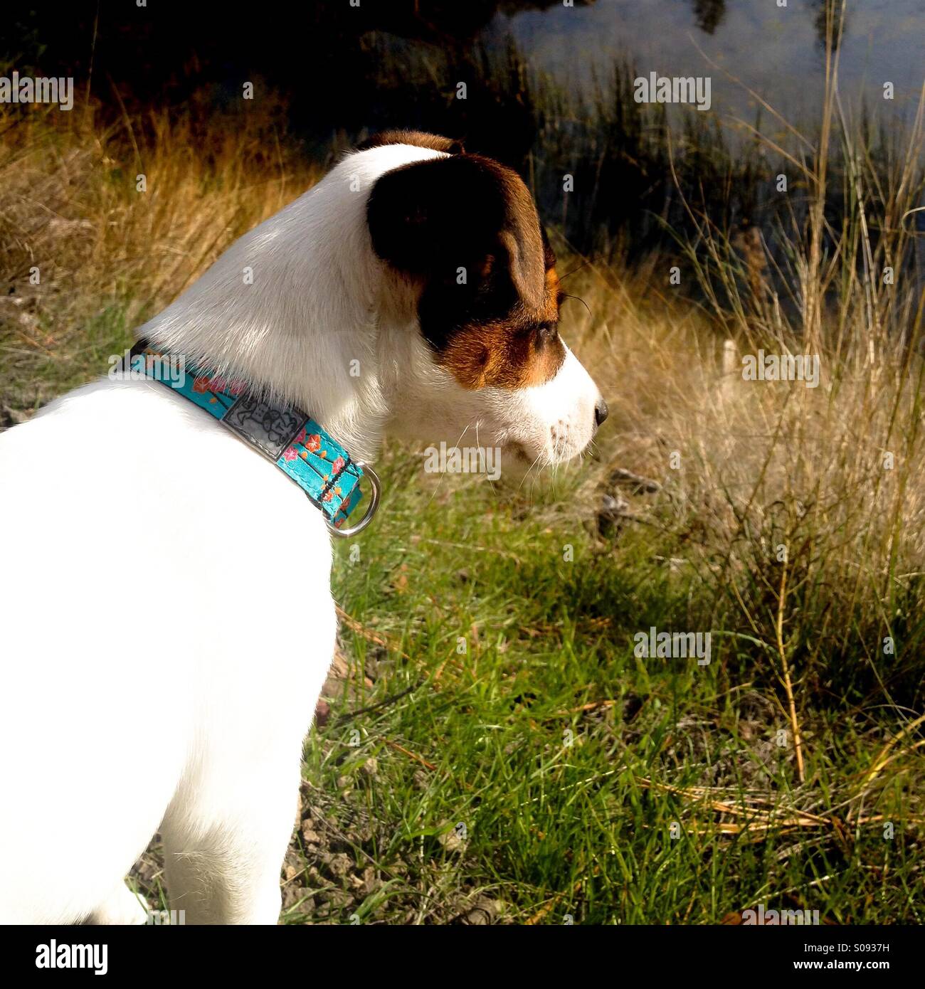 Two-month-old Jack Russell Terrier puppy dog (Daisy) sitting and curiously observing something in the distance. - Smartphone Captured Stock Image