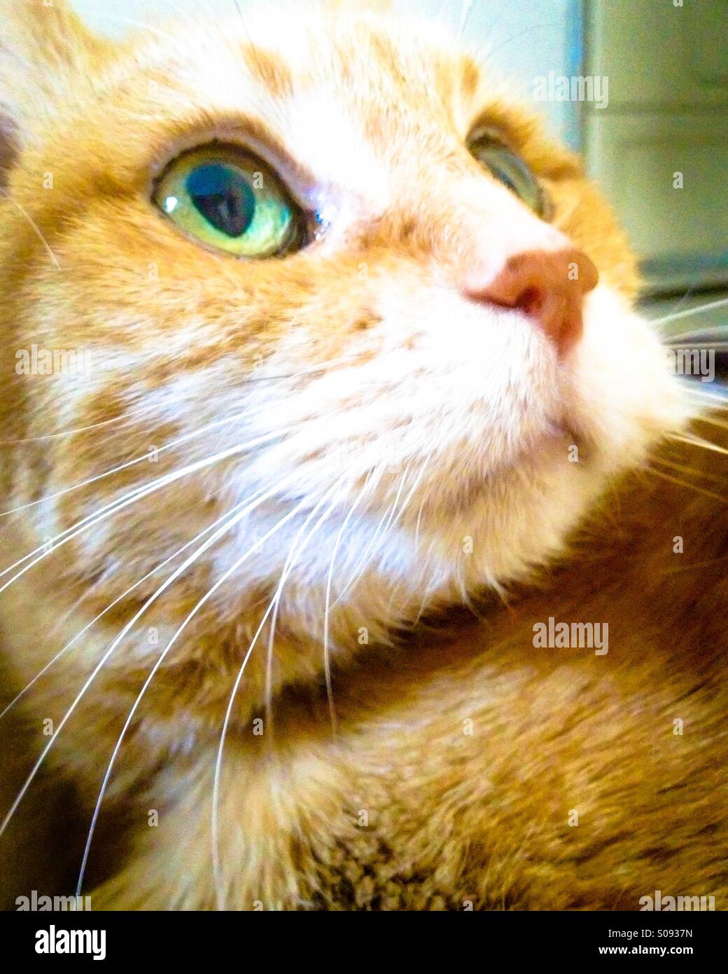 Older orange tabby cat looking up with bright green eyes. Stock Photo