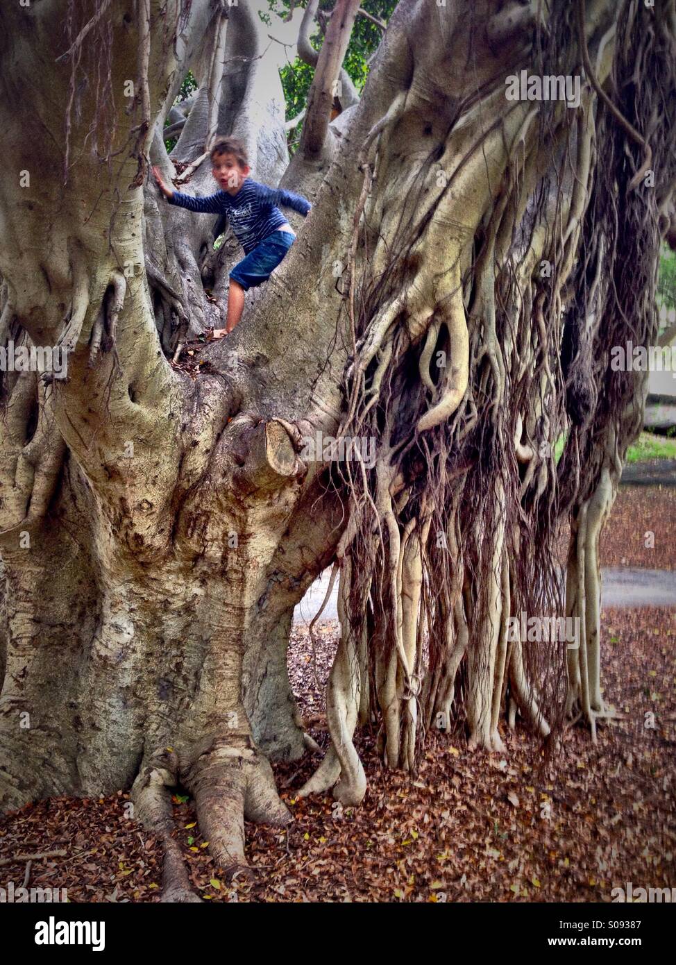 Boy climbing a prehistoric tree - Morton bay fig tree - Smartphone Captured Stock Image