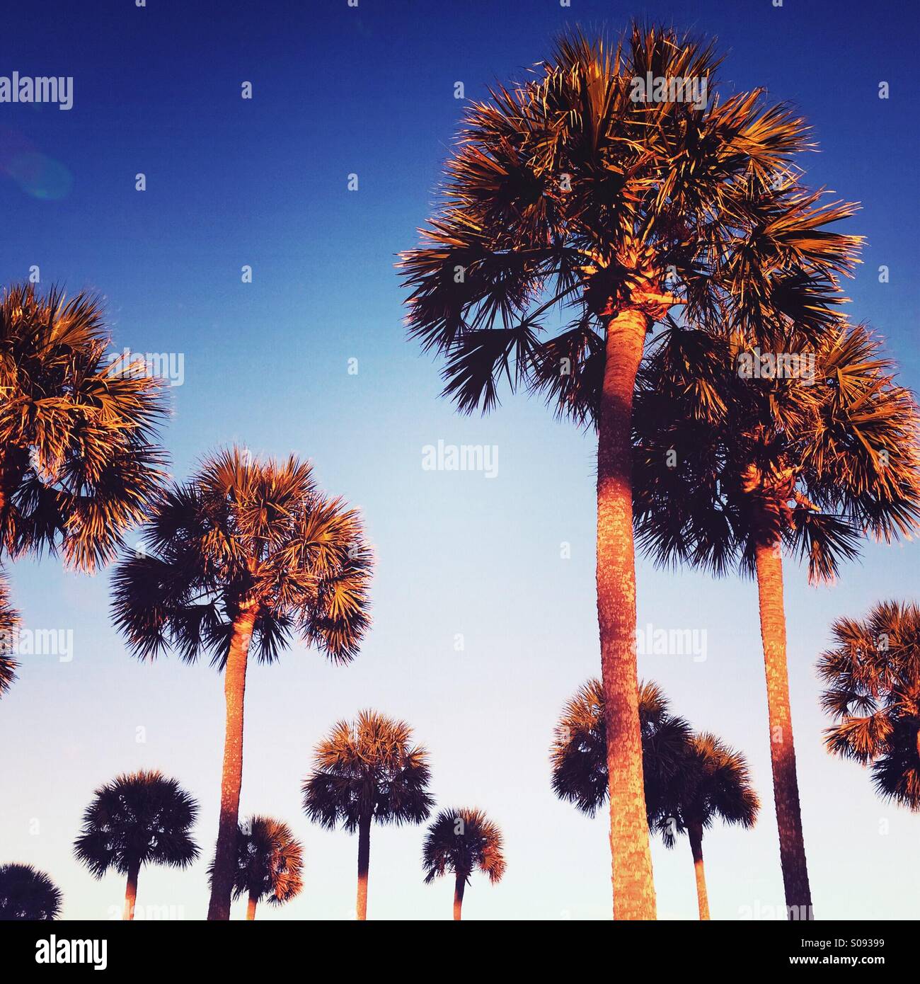 Palmetto trees shine in the sunset light on Kiawah Island, South