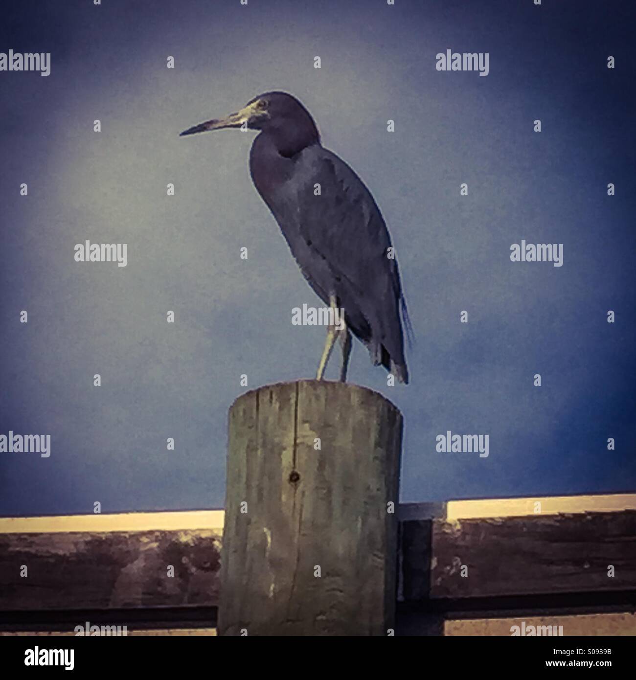 Bird in Florida - Smartphone Captured Stock Image