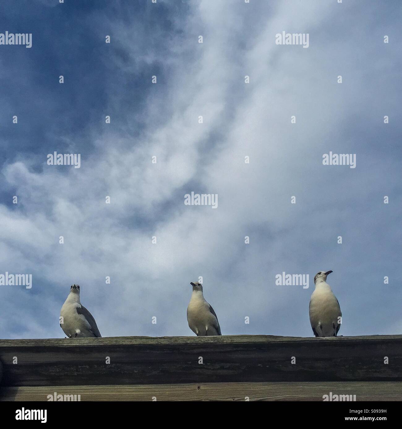 Three seagulls - Smartphone Captured Stock Image