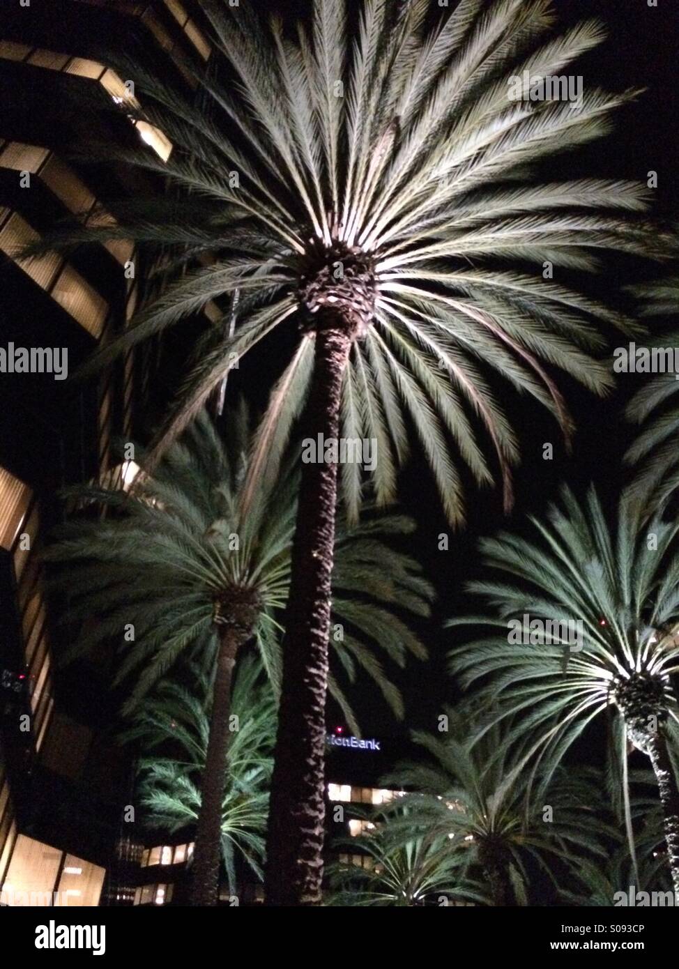 Palm trees at night lit from below Stock Photo - Alamy