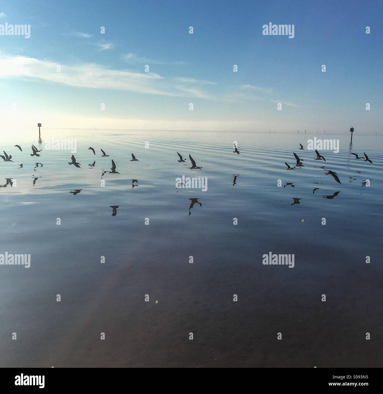 Birds flying - Smartphone Captured Stock Image