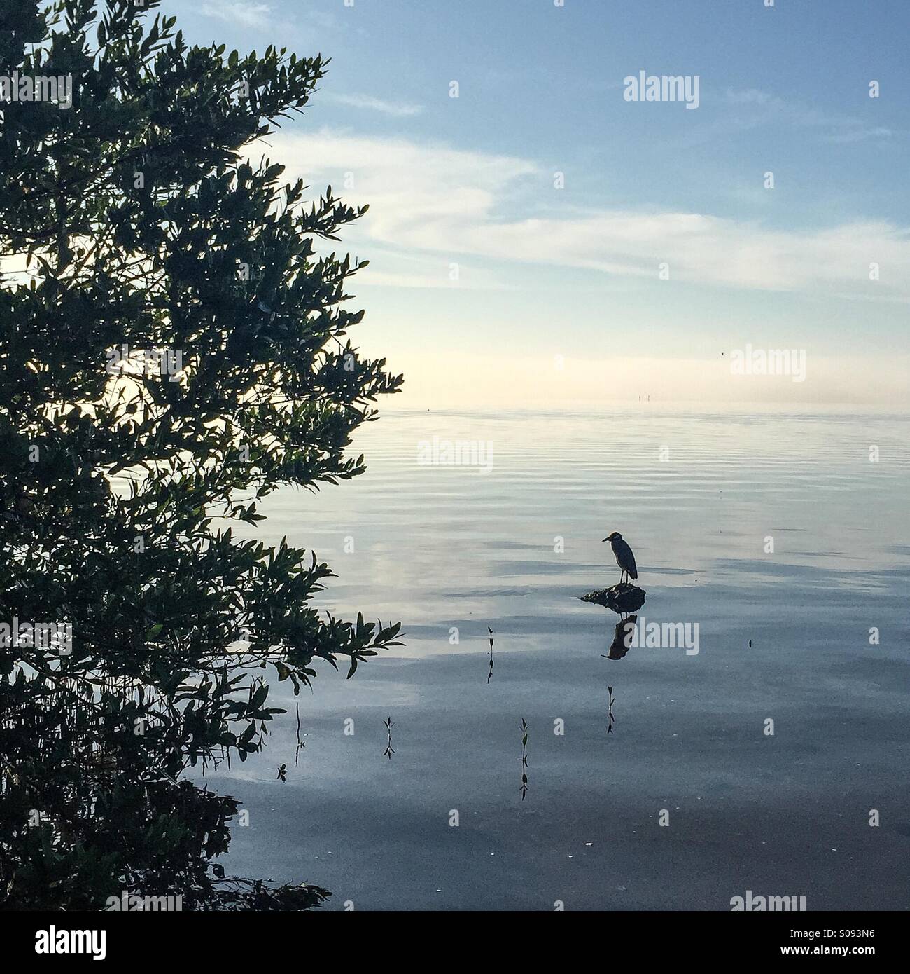 Bird on rock Stock Photo - Alamy