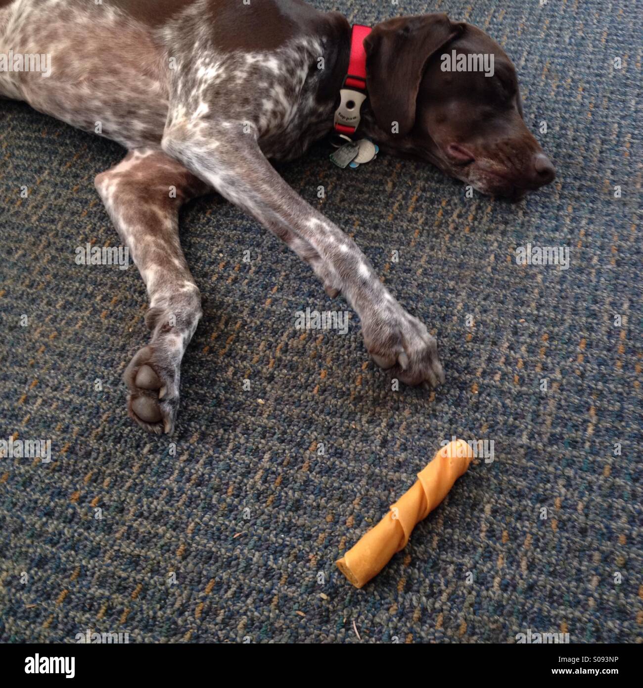 Brown female German shorthaired pointer sleeping on carpeted floor near a raw hide dog treat