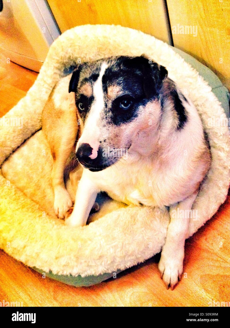 Dog in dog bed - Smartphone Captured Stock Image