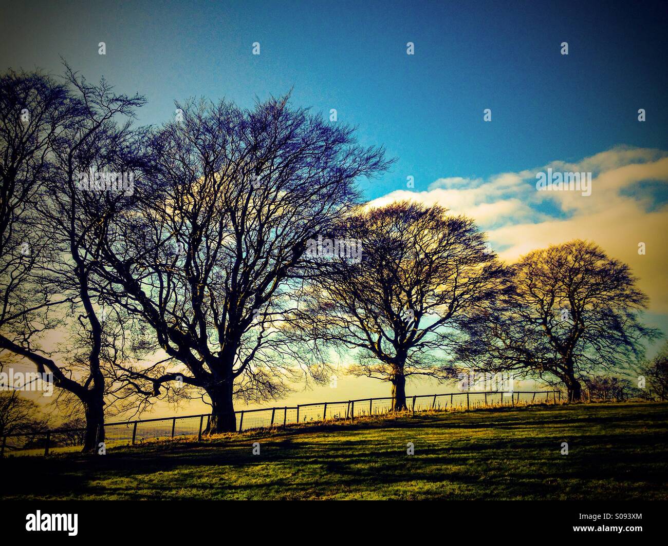 Beech tree winter silhouette hi-res stock photography and images - Alamy