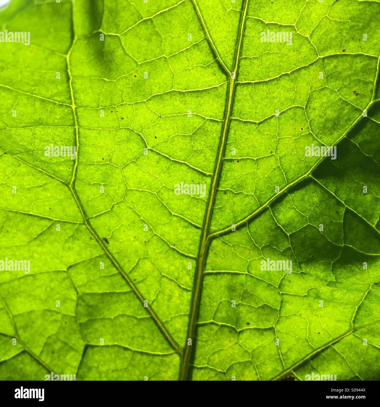 Light and leaf - Smartphone Captured Stock Image