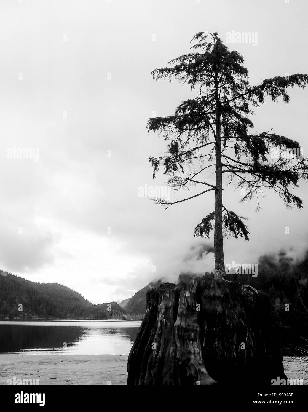 Young evergreen tree growing on top of an old tree trunk. Lake and mountains in the background. Landscape in black and white. - Smartphone Captured Stock Image
