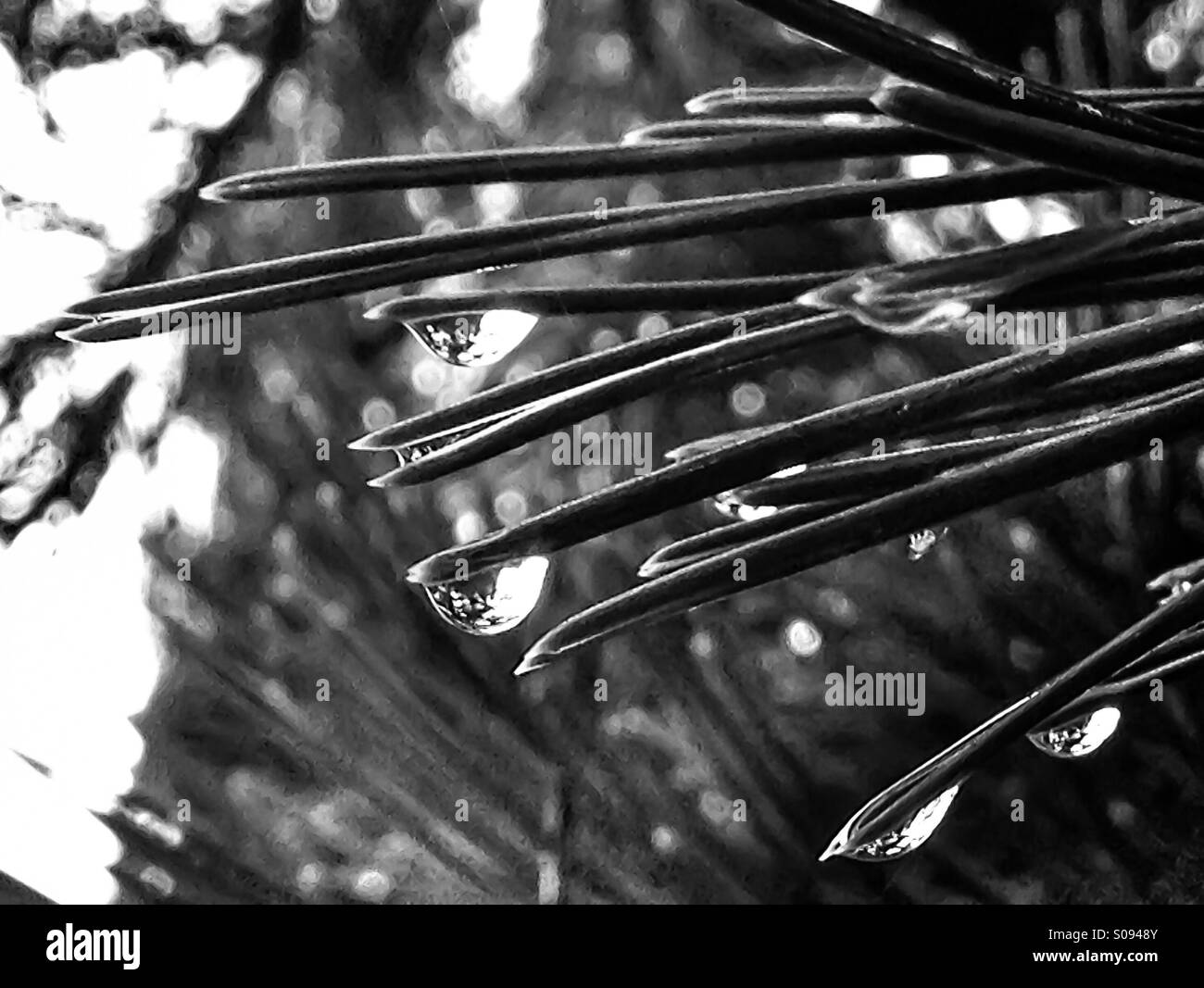 Raindrops on pine needles. Black and white. Stock Photo