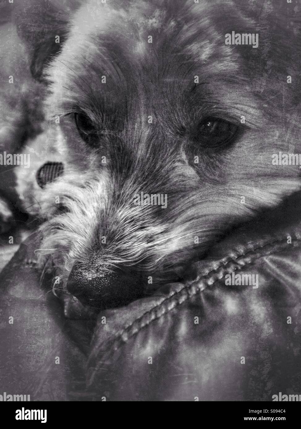 A dog cuddled into a leather jacket (black and white). - Smartphone Captured Stock Image