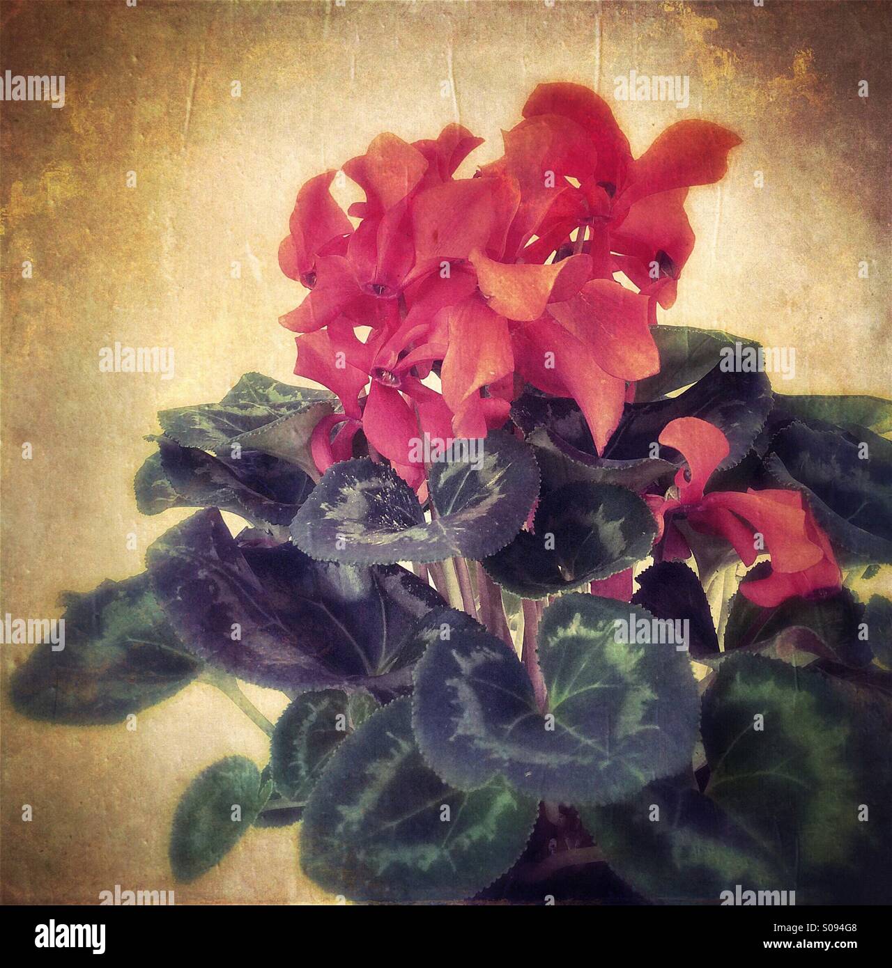 Painterly image of red Christmas cyclamen plant in bloom - Smartphone Captured Stock Image