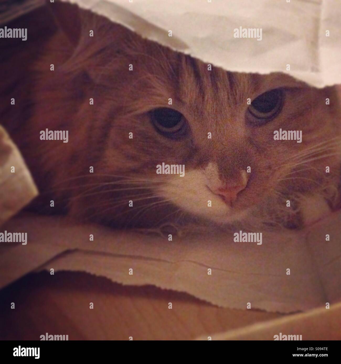 Cat playing hide and seek Stock Photo Alamy