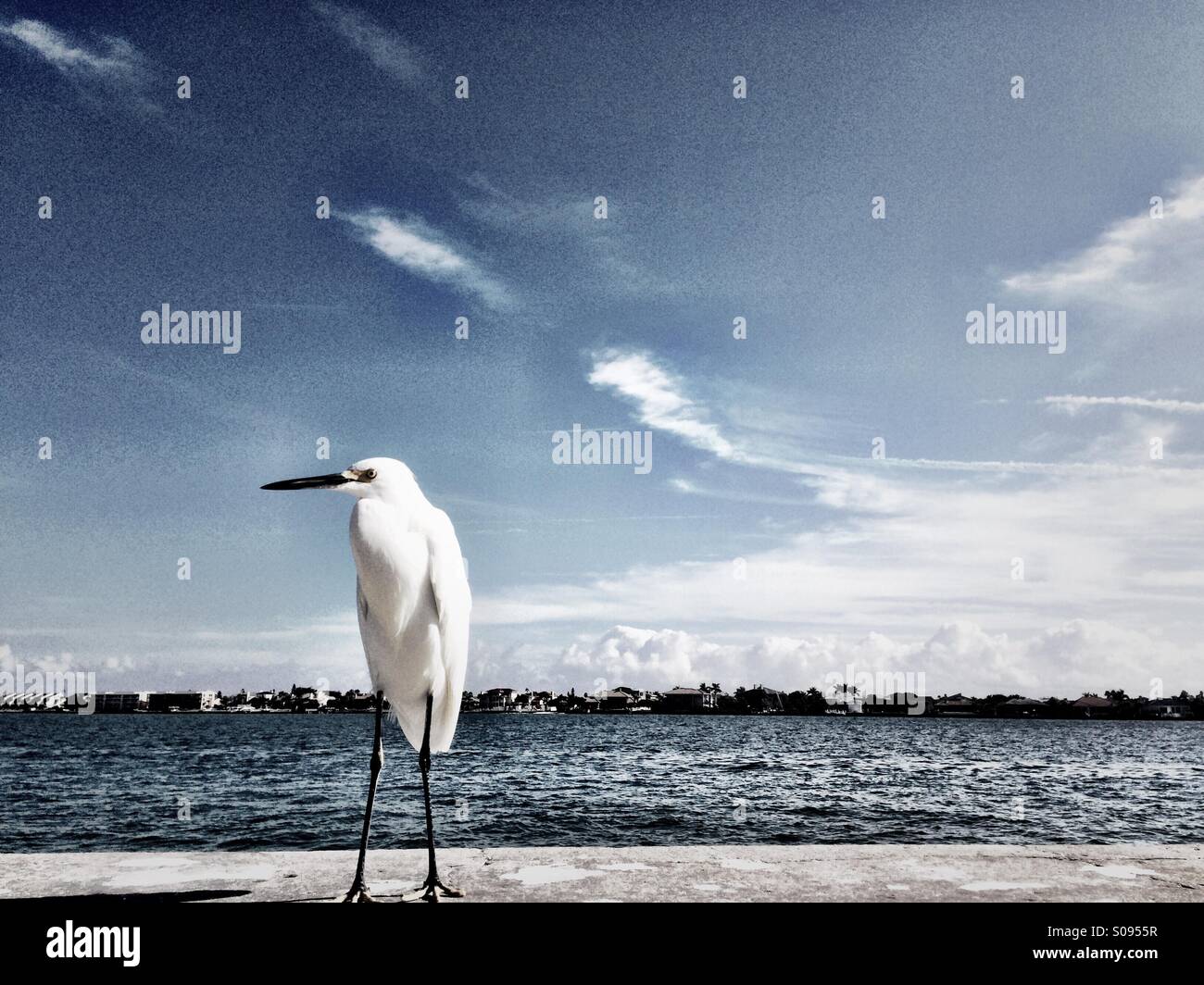 Bird walking - view of St Petersburg Florida in Background Stock Photo