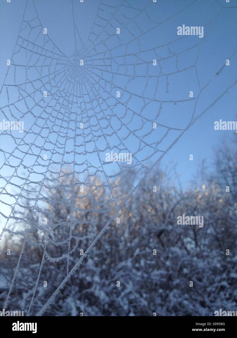 Spider web, christmas tree hi-res stock photography and images - Alamy