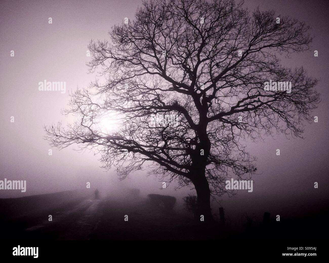 Figure walking under tree in fog Stock Photo - Alamy