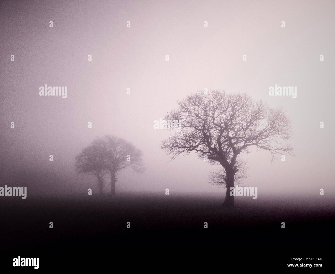 Three trees in fog - Smartphone Captured Stock Image