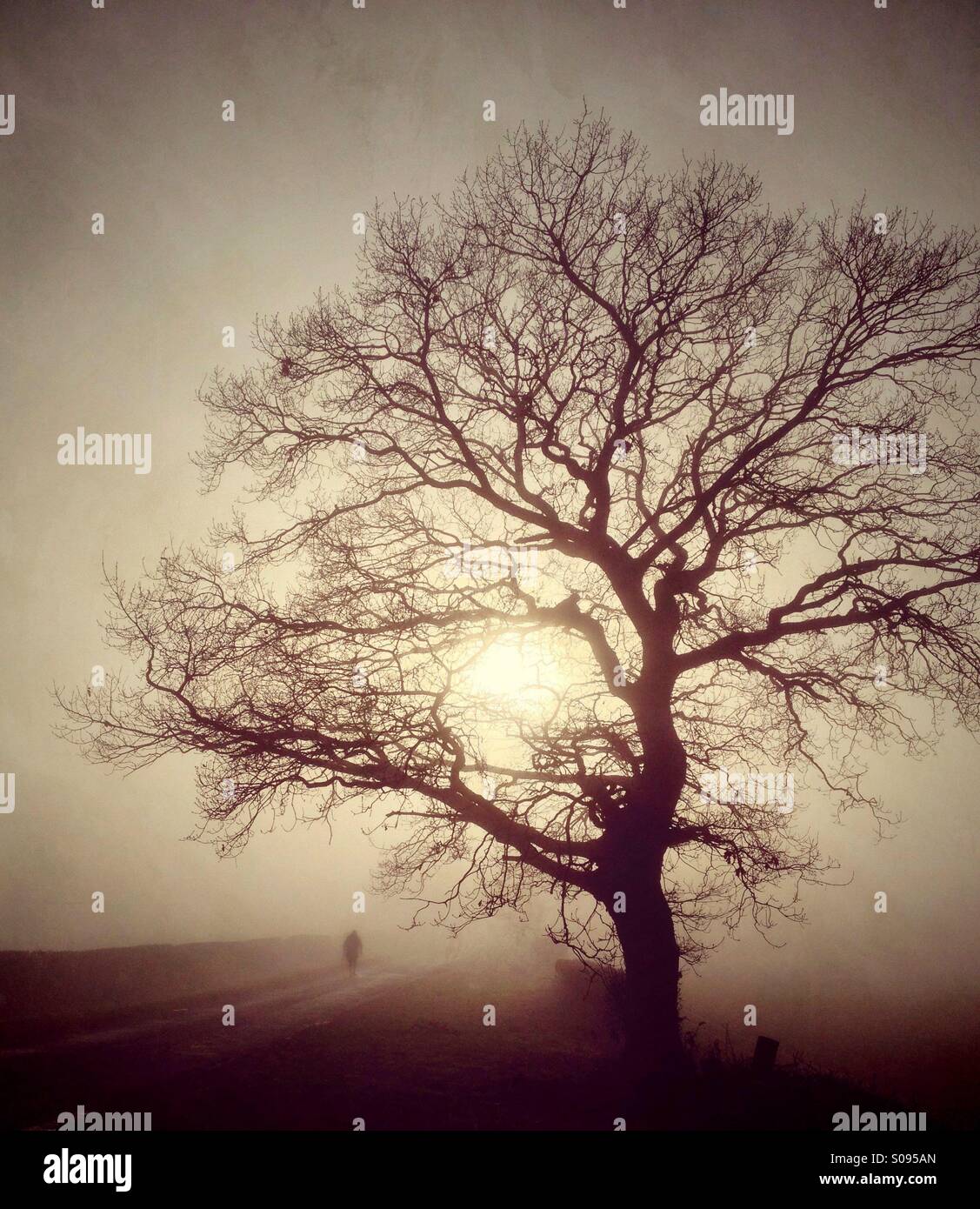 Single figure walking under tree in the fog Stock Photo - Alamy