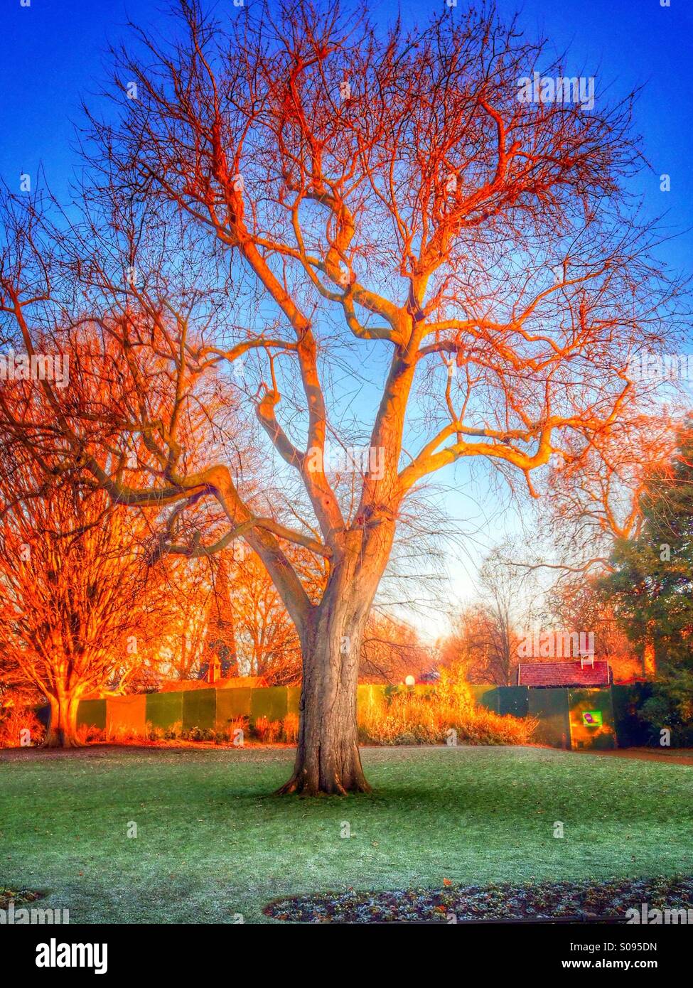 A frosty morning  Hyde park. - Smartphone Captured Stock Image