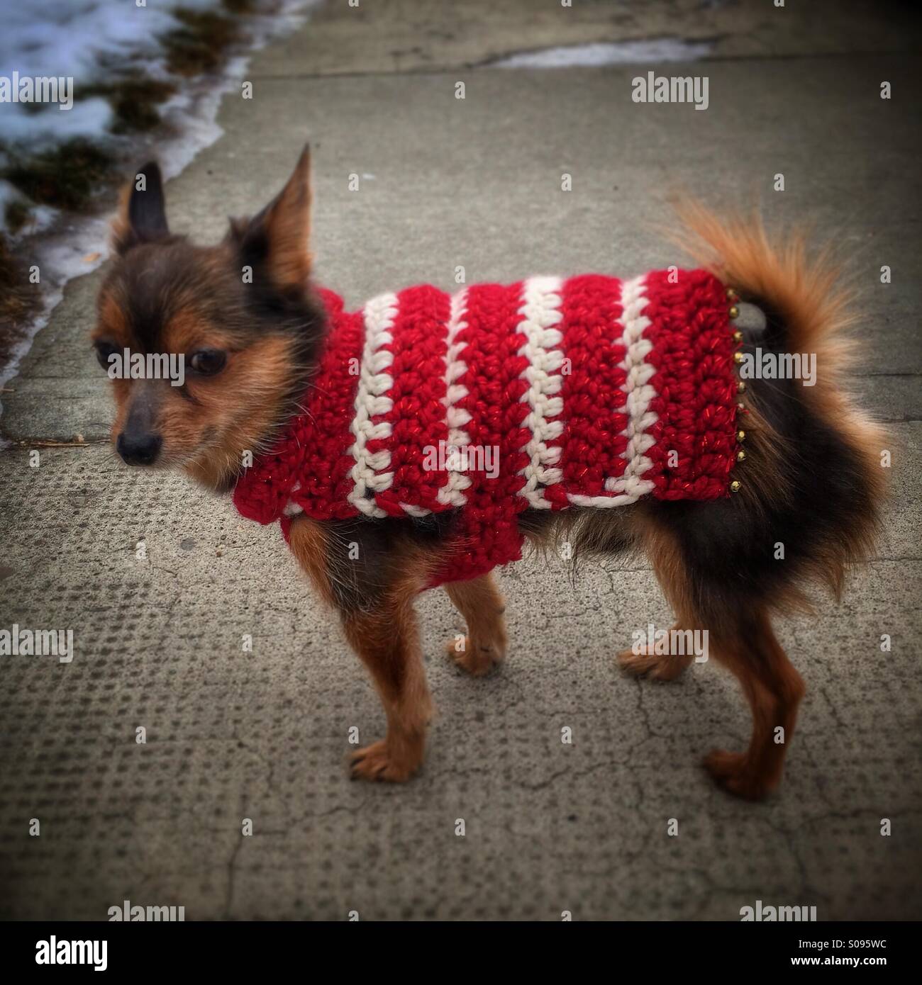 Small dog wearing knitted coat. - Smartphone Captured Stock Image