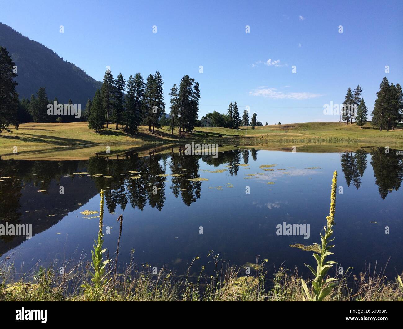 Cattle stock water pond Columbus Montana Stock Photo Alamy