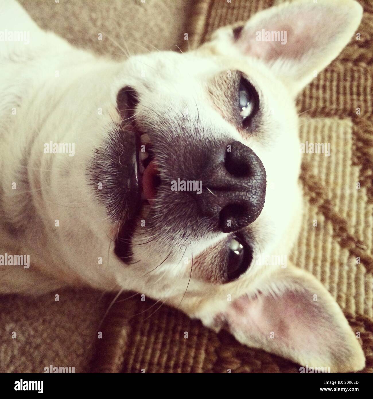 Chihuahua laying on carpet. Stock Photo