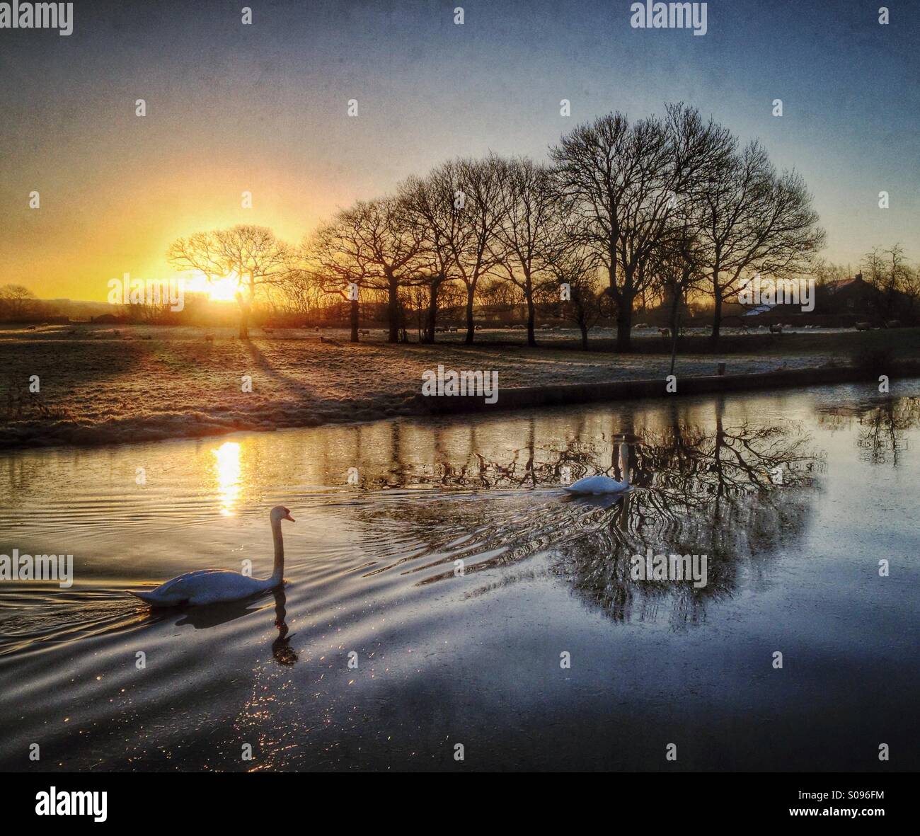 Swans gliding along canal at sunrise - Smartphone Captured Stock Image