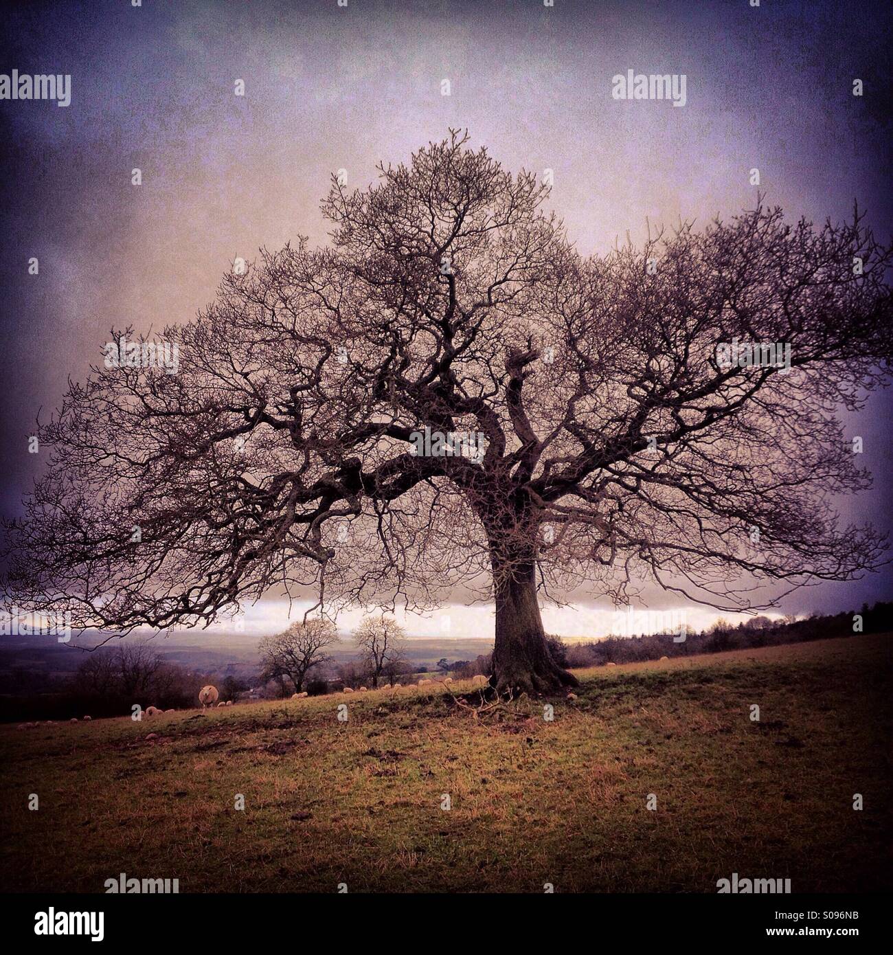 Old Oak in winter, England, UK - Smartphone Captured Stock Image