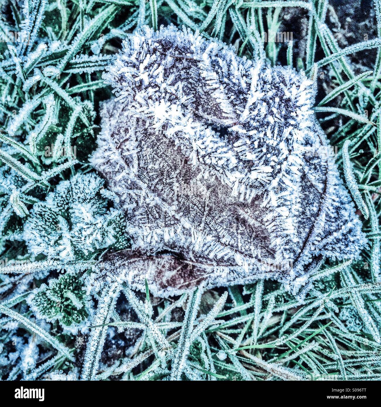 Leaf and grass covered with frost - Smartphone Captured Stock Image