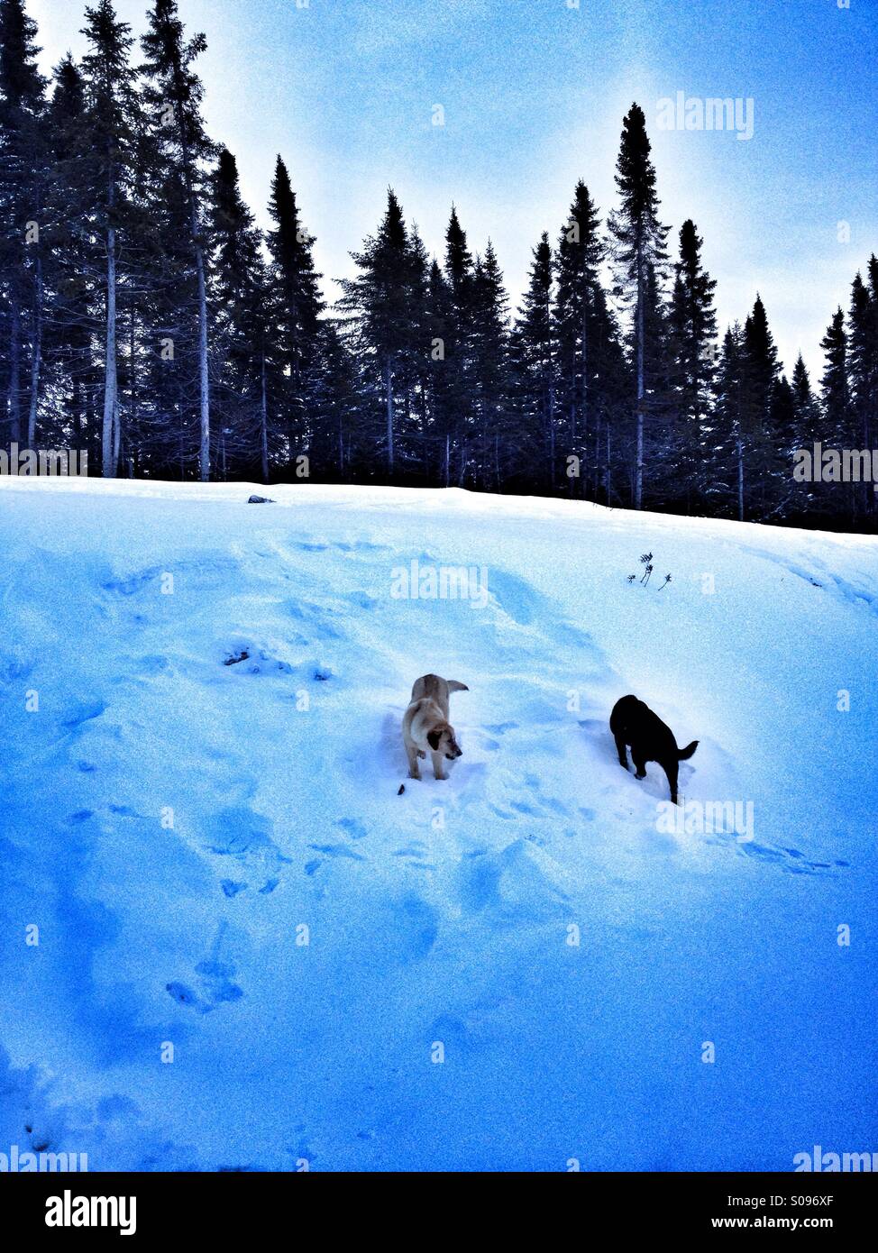 Dogs in snow - Smartphone Captured Stock Image