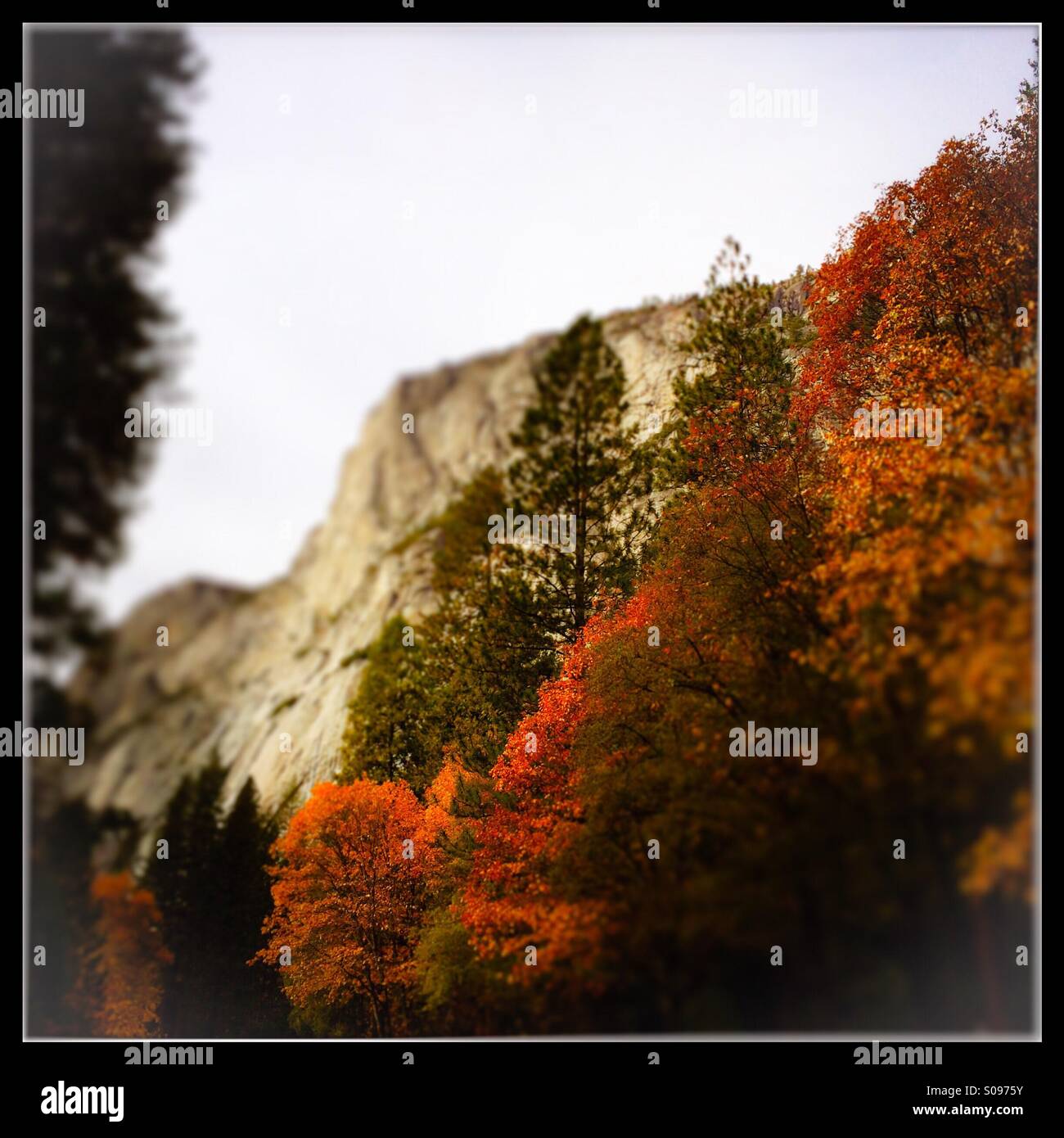 Fall colors. Yosemite Valley, Yosemite National Park, Mariposa County, California, USA Stock Photo
