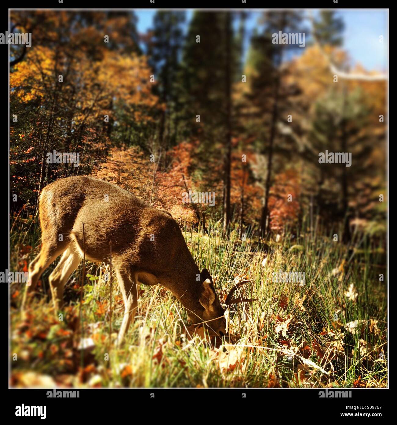 Deer eating in fall. Yosemite Valley, Yosemite National Park, Mariposa County, California, USA Stock Photo
