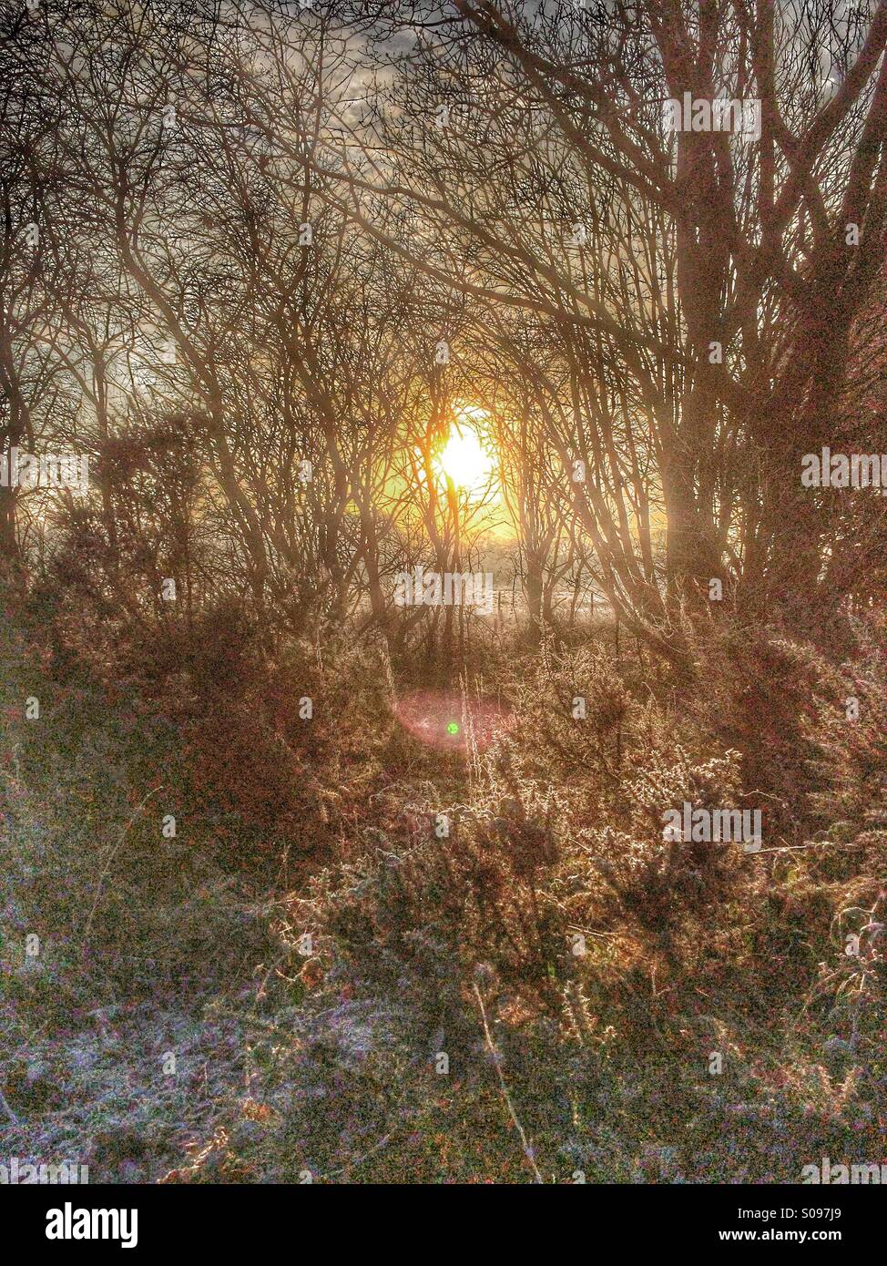 Frosty morning in a forest - Smartphone Captured Stock Image