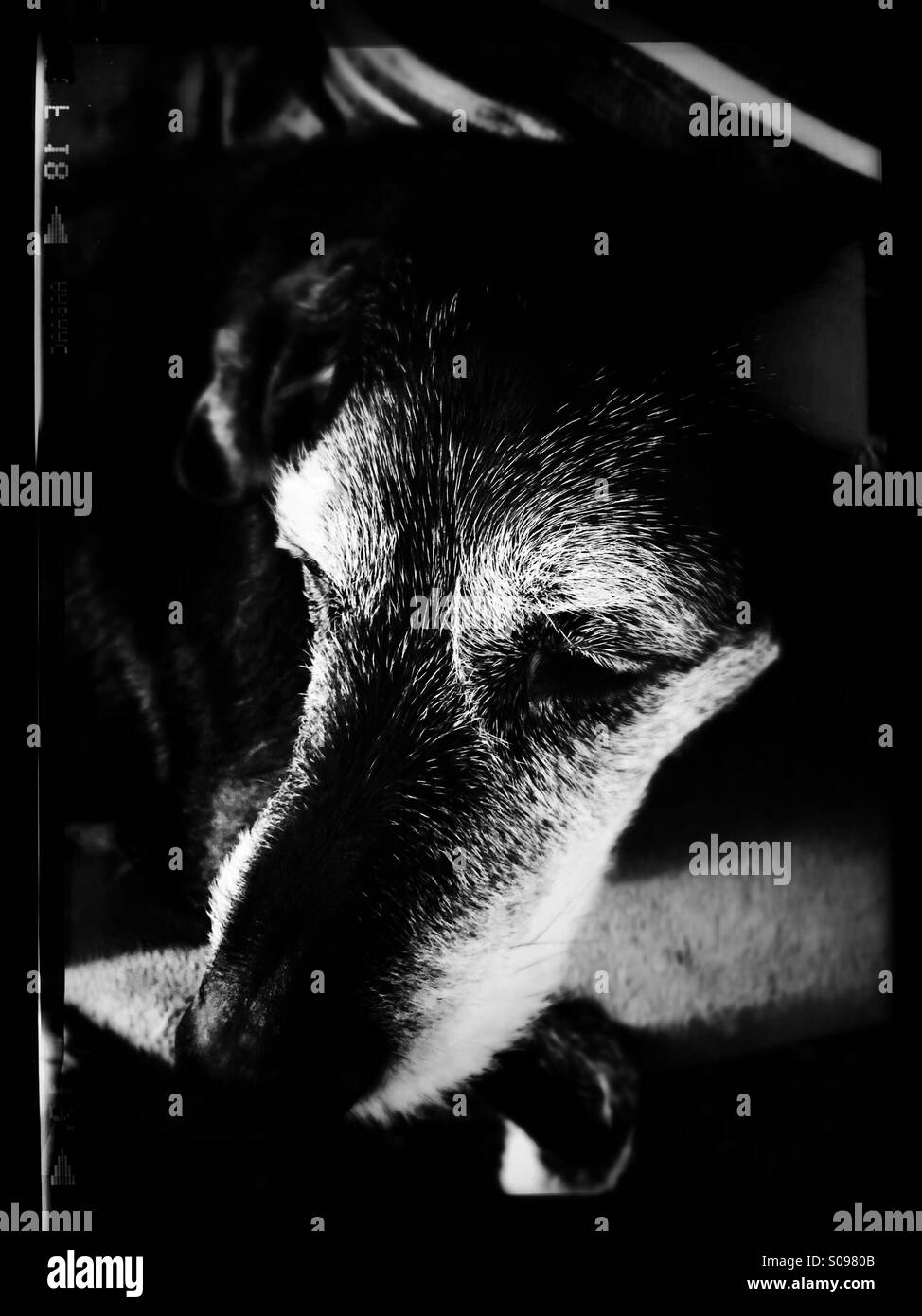 Black and white dog Stock Photo Alamy