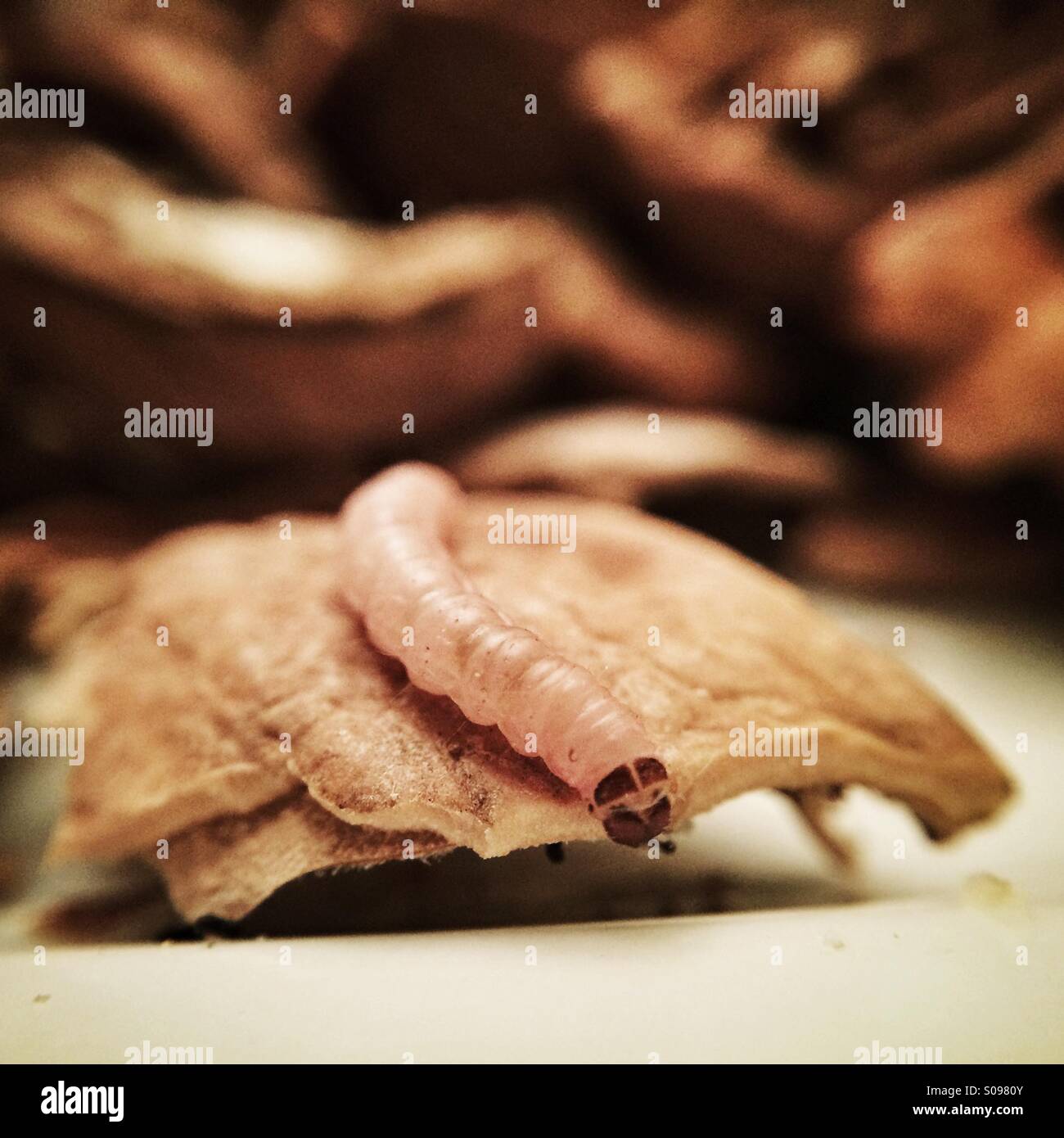a worm walks on a walnut Stock Photo Alamy