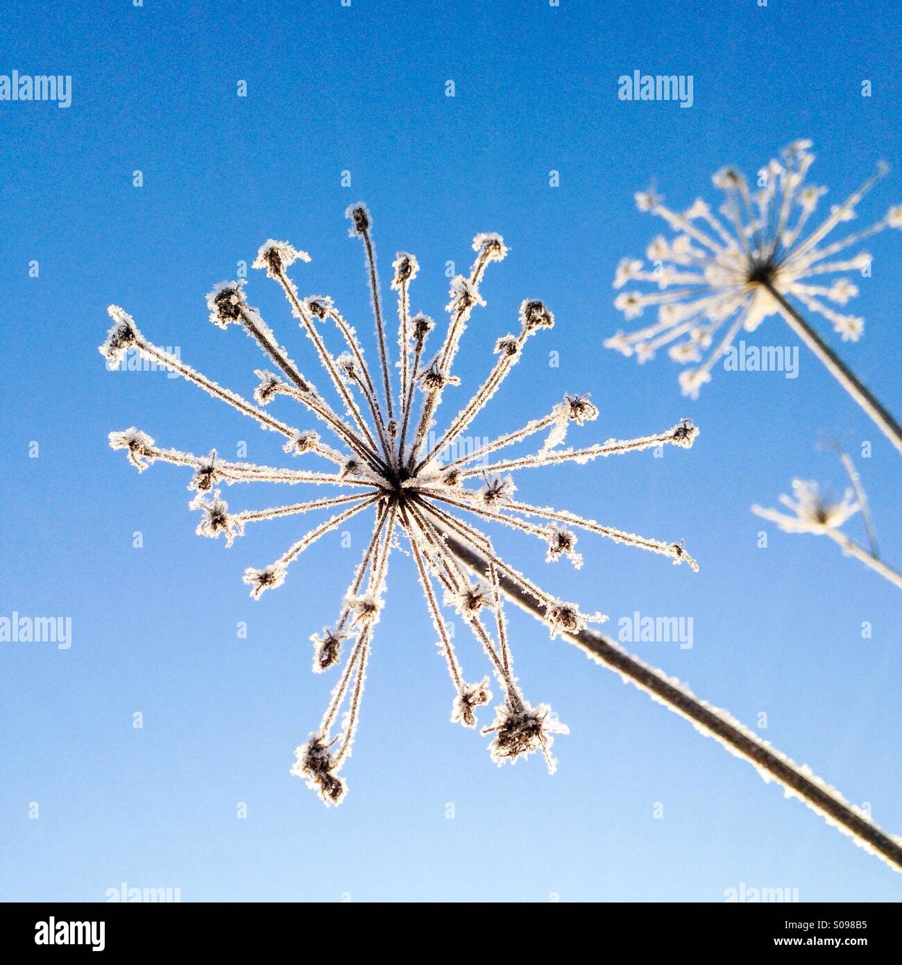 Frozen cow parsley plant and blue sky Stock Photo Alamy