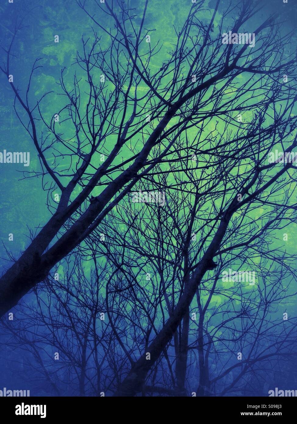 Tree in Autumn - Smartphone Captured Stock Image