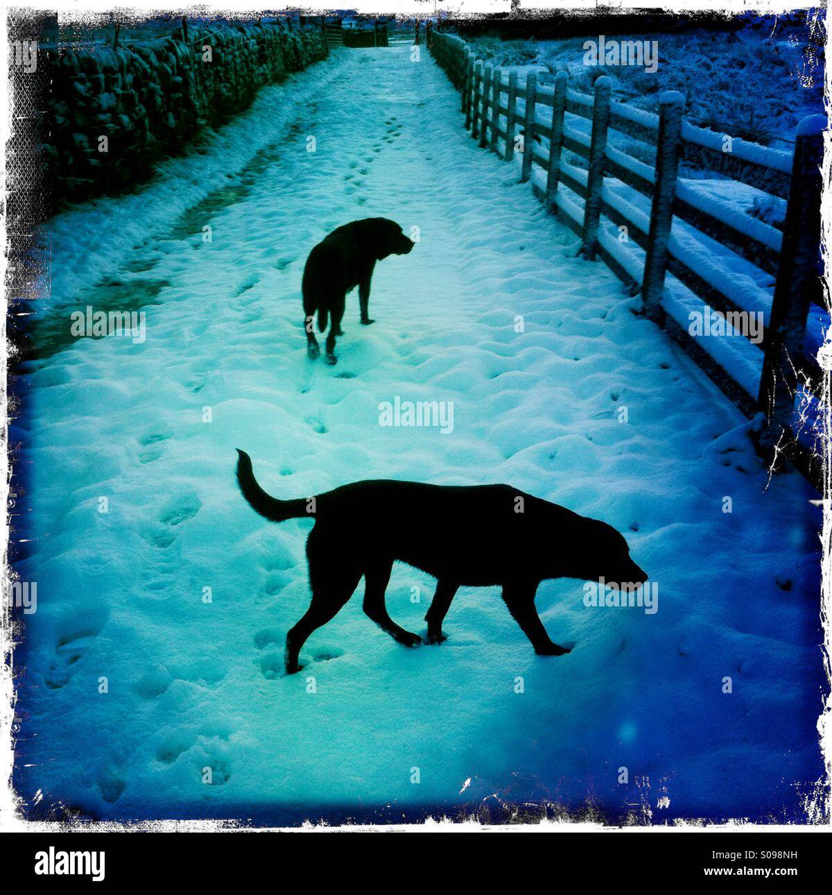 Two black Labradors on snowy path - Smartphone Captured Stock Image