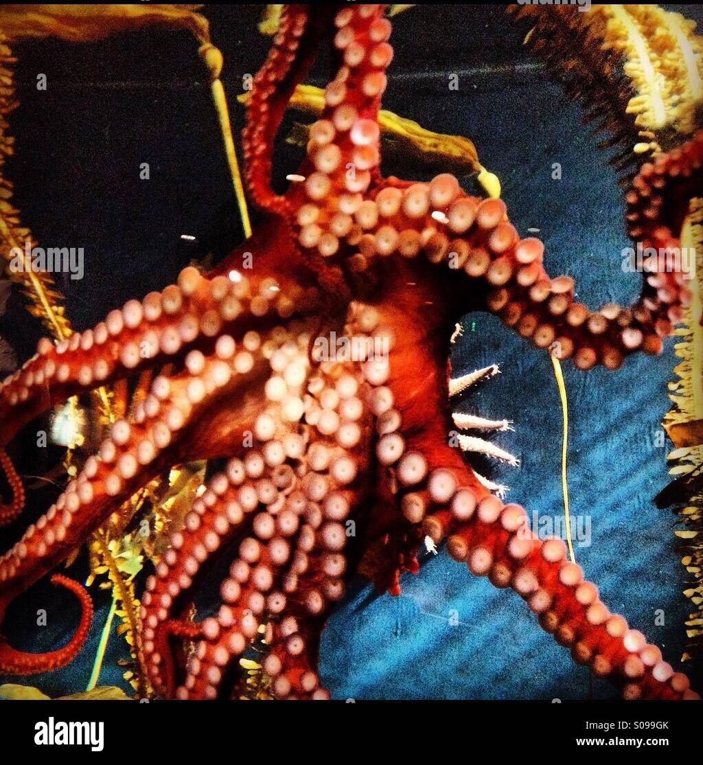 Octopus at aquarium Stock Photo Alamy