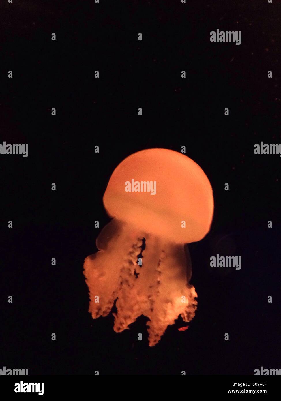 Jellyfish against black background Stock Photo - Alamy