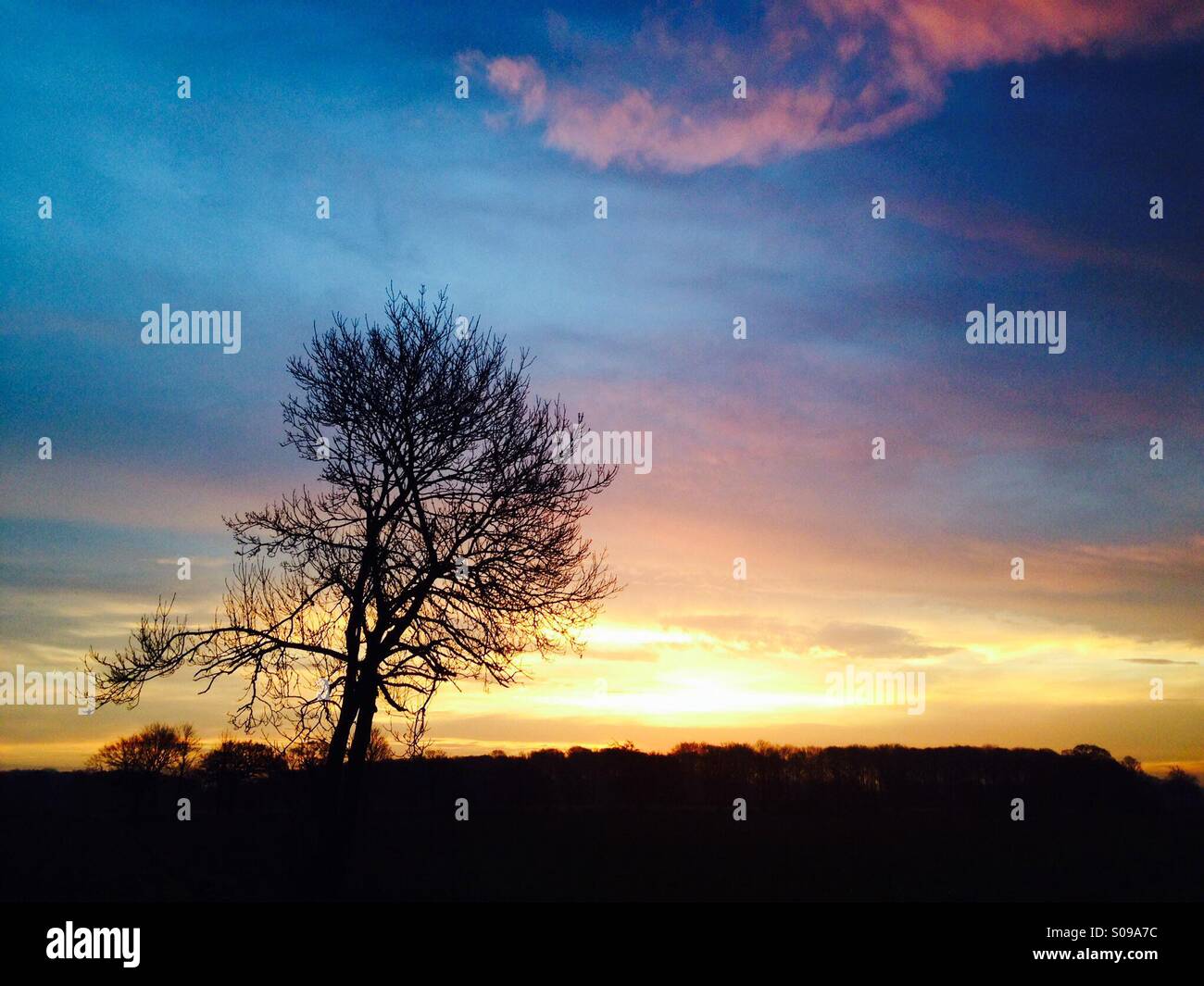Tree against sunset sky, Womersley, North Yorkshire, UK Stock Photo