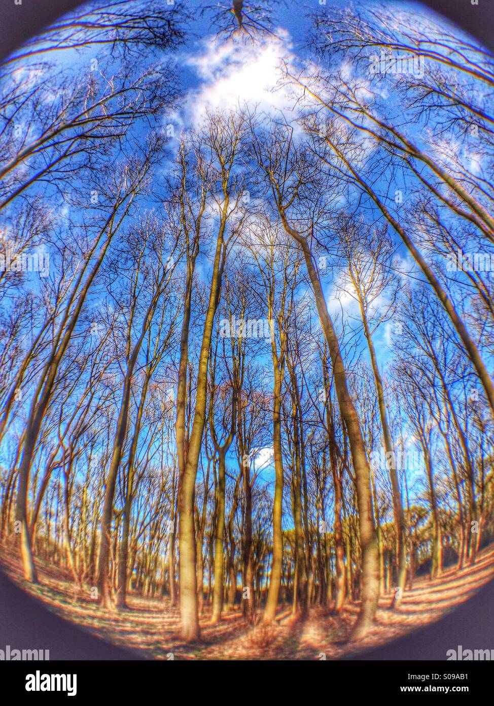 Fisheye view of woods. Ancaster, Lincolnshire, England. Stock Photo