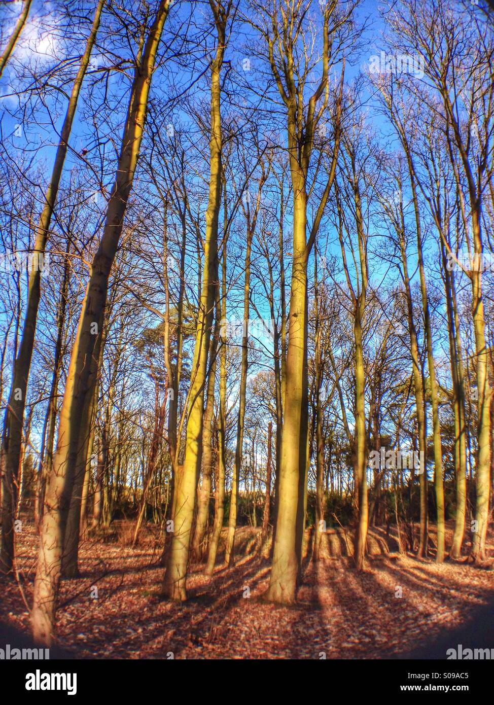 Woods in winter sunlight. Ancaster, Lincolnshire, England. Stock Photo