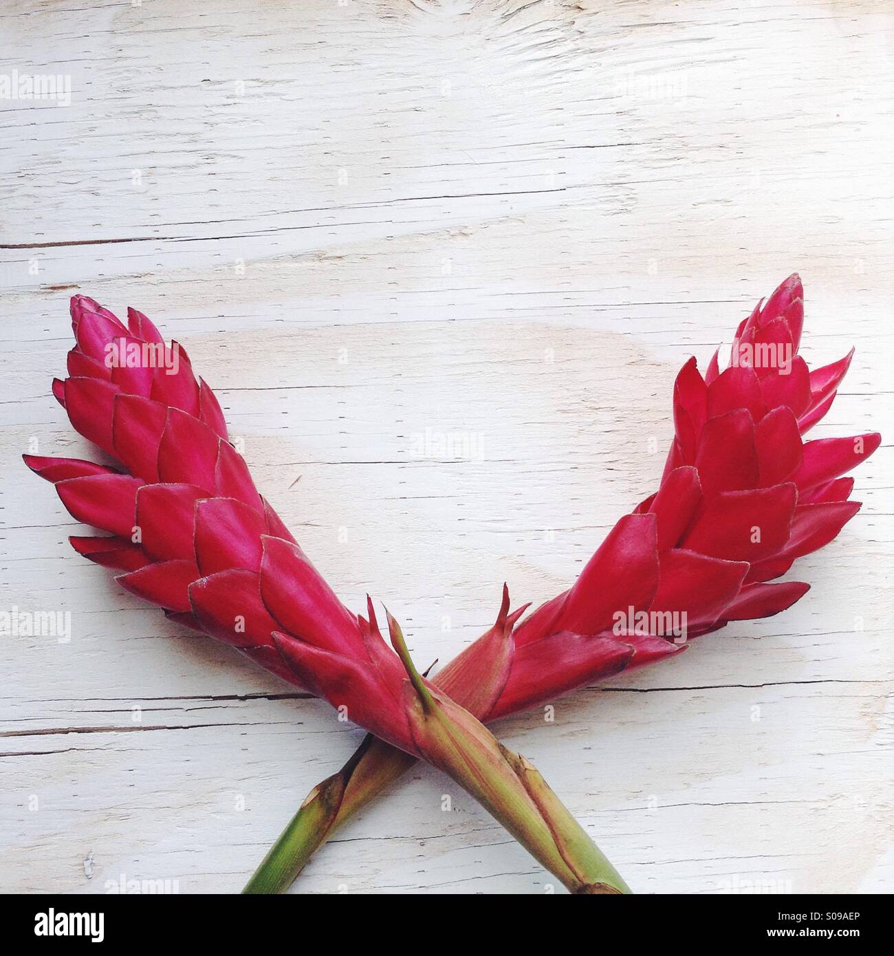 Hawaiian flowers hi-res stock photography and images - Alamy