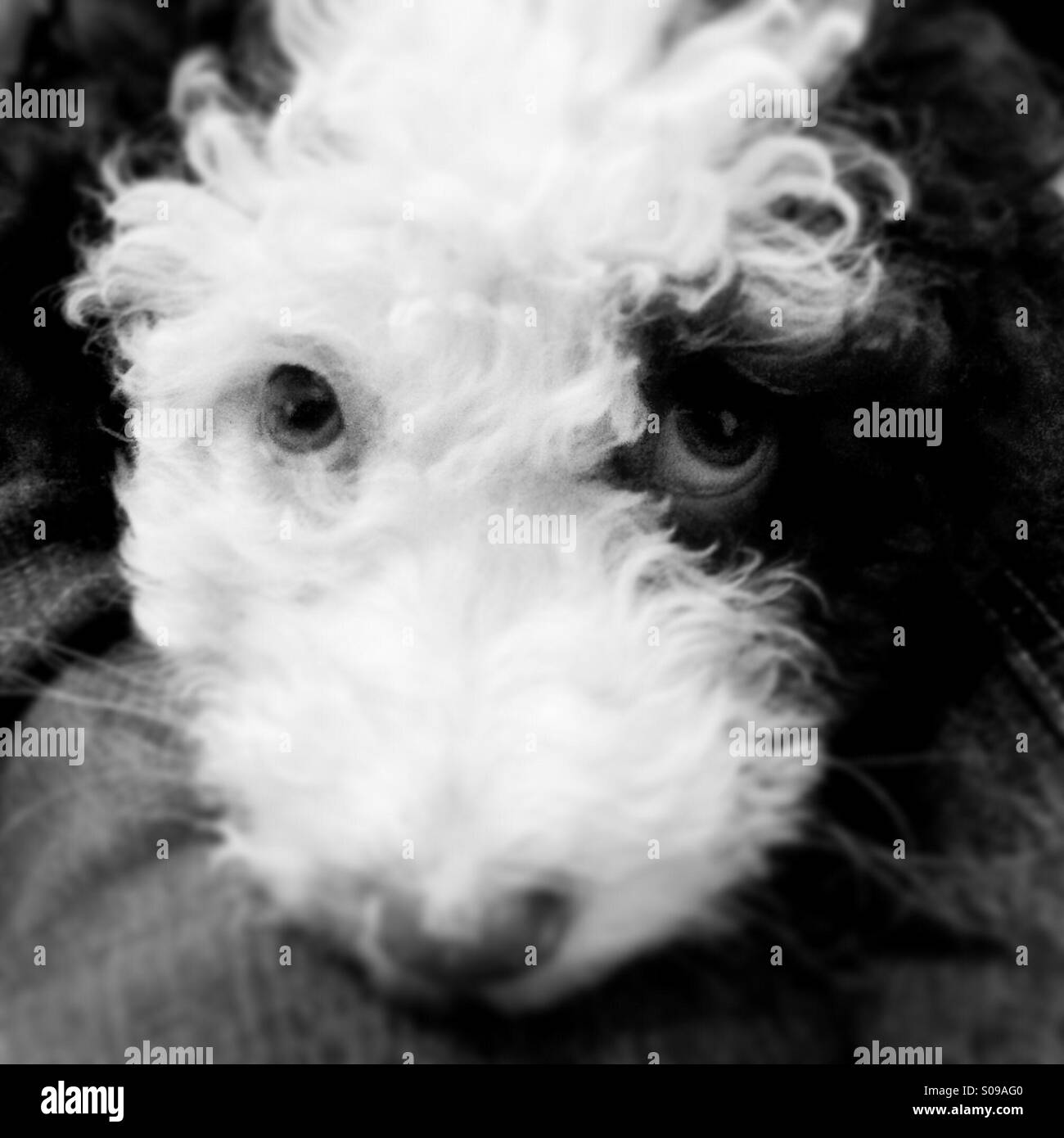 Spanish Water Dog Puppy Stock Photo Alamy